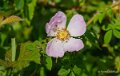 rosa-micrantha-a74n_02307