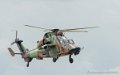 tigre_5575