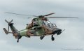 tigre_5576