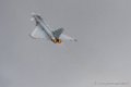 typhoon-d500_5361