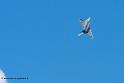 rafale_8159