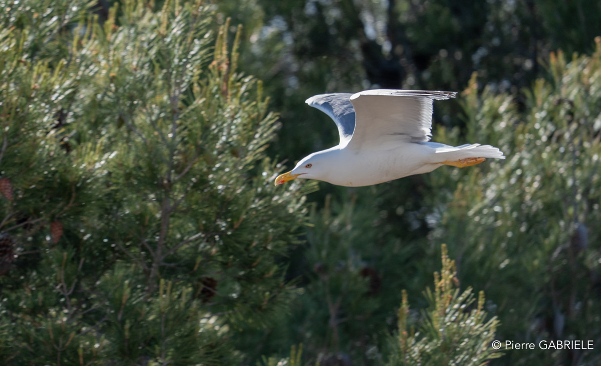 goeland-A75_01610.jpg