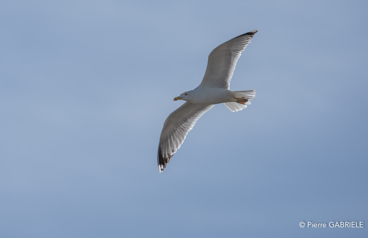 goeland-A75_01796.jpg