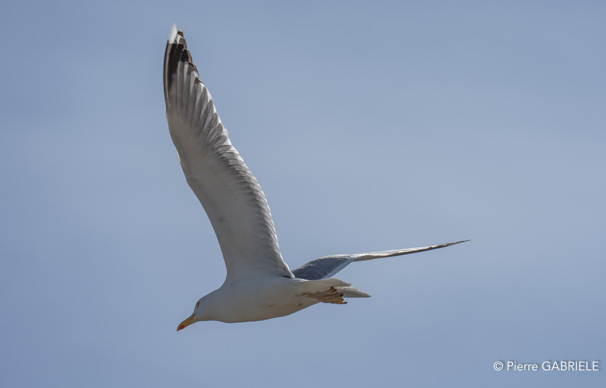 goeland-A75_01798.jpg
