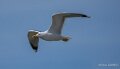 goeland-A75_01794