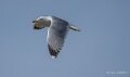 goeland-A75_01795
