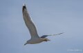 goeland-A75_01798