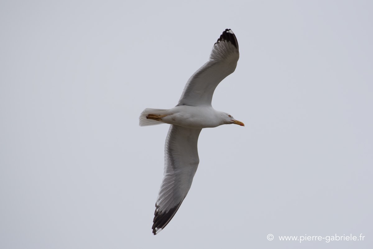 mouette-d750_6009.jpg