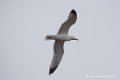 mouette-d750_6009