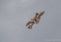 bronco_3748